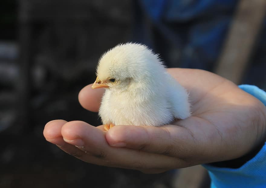 Tuổi Dậu nếu tiết chế được cảm xúc thì sẽ gặp nhiều may mắn. Tài lộc hôm nay ở mức trung bình, con giáp cần học hỏi và nâng cao khả năng của mình mới mong tăng thu nhập.