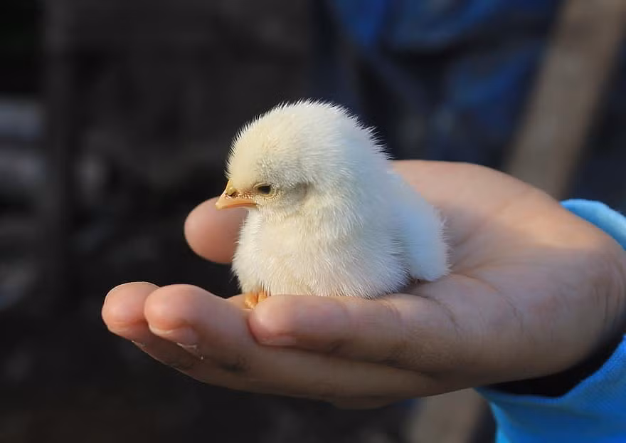 Tuổi Dậu nếu tiết chế được cảm xúc thì sẽ gặp nhiều may mắn. Tài lộc hôm nay ở mức trung bình, con giáp cần học hỏi và nâng cao khả năng của mình mới mong tăng thu nhập.