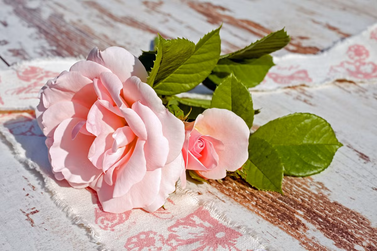 Cho dù làm bất cứ việc gì hay đi đến bất cứ nơi đâu, người tuổi Hợi đều kiếm được những khoản lợi nhuận không nhỏ làm dày thêm các khoản tích lũy. Cuộc sống của con giáp này đã được cải thiện đáng kể. Ảnh: pexels.com.