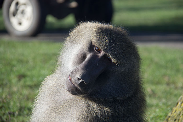 Tuổi Thân tuy có chút khôn khéo trong công việc nhưng vẫn chưa đủ để giải quyết những rắc rối. Về tài chính, con giáp cần kiềm chế tâm lý đầu cơ, cần xem xét thêm những dự án có cơ hội, nếu không sẽ dễ gặp bế tắc, đồng thời chú ý chi tiêu sinh hoạt đừng xa hoa.