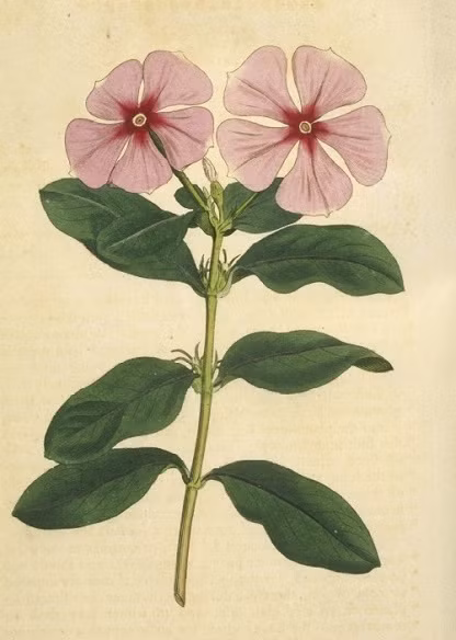 Tuy nhiên, tiềm năng dược phẩm thực sự của nó đã được tiết lộ vào những năm 1950, khi các nhà nghiên cứu phát hiện ra đặc tính chống ung thư mạnh mẽ của nó. Ảnh: @rayon-de-serre.