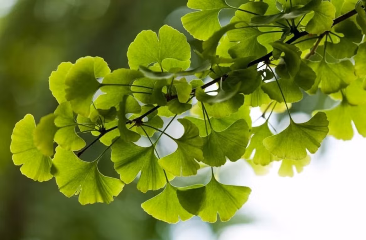 Hạt và lá của Ginkgo đã được sử dụng trong nhiều thế kỷ trong y học cổ truyền Trung Quốc, chủ yếu để điều trị các bệnh về tim, phổi, nhưng nó cũng được dùng để điều trị chứng trầm cảm, chức năng tình dục kém. Ảnh: @Getty.