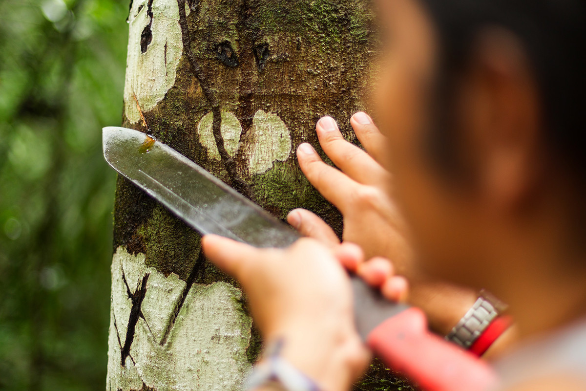 Nhựa cây giống máu, giàu hợp chất hoạt tính sinh học như taspine và proanthocyanidin, chúng đã được đánh giá cao qua nhiều thế kỷ trong y học cổ truyền. Ảnh: @aceer.