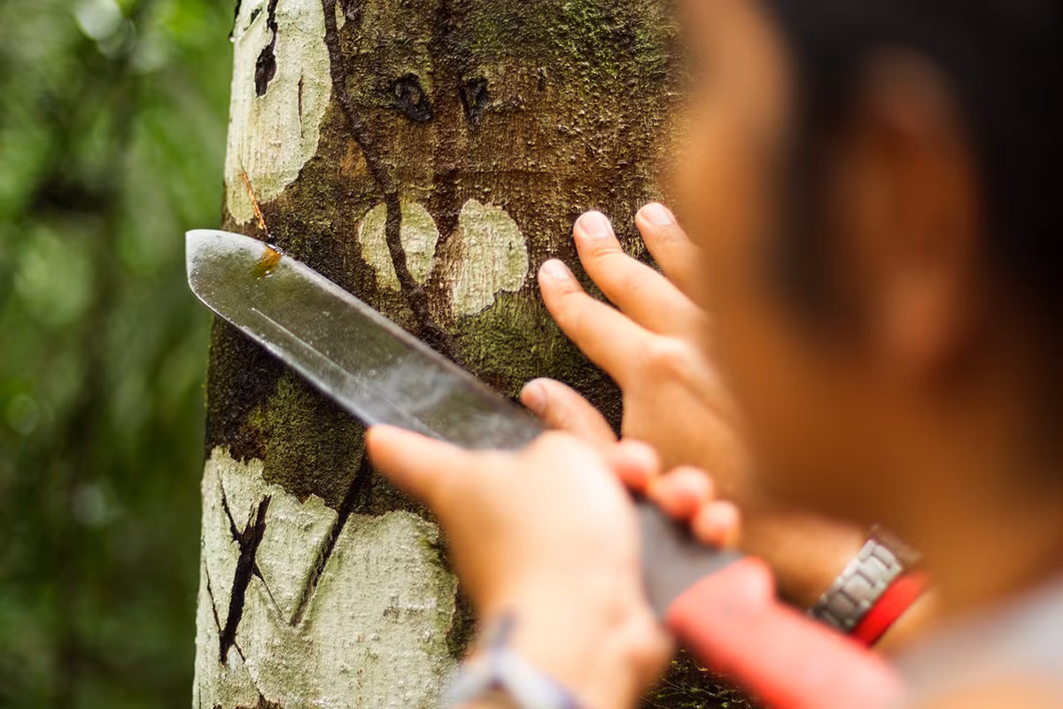 Nhựa cây giống máu, giàu hợp chất hoạt tính sinh học như taspine và proanthocyanidin, chúng đã được đánh giá cao qua nhiều thế kỷ trong y học cổ truyền. Ảnh: @aceer.