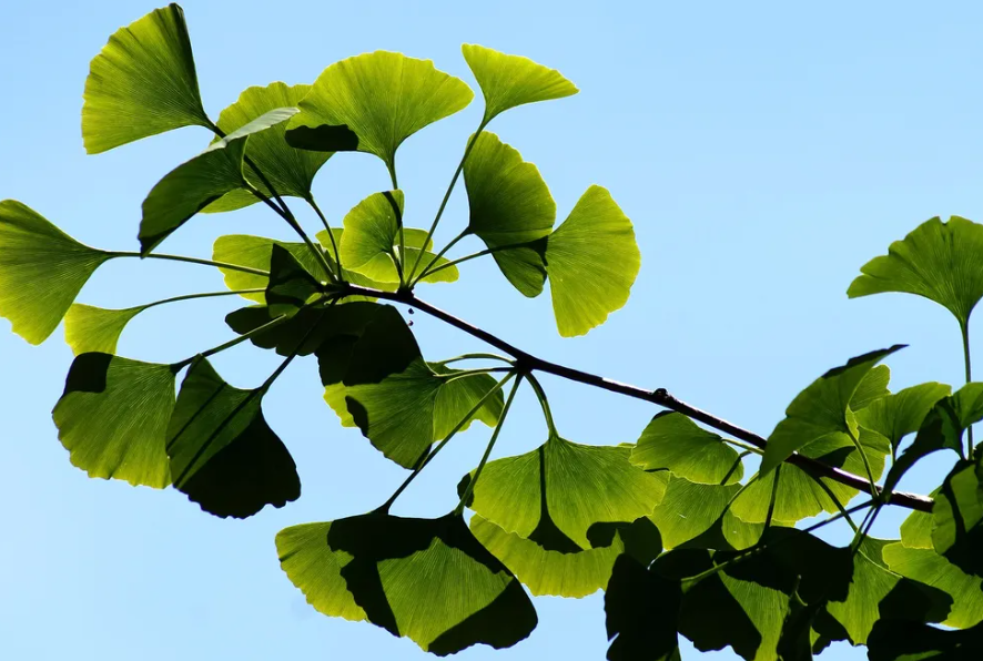 Những chất này được cho là có tác dụng ngăn ngừa chứng mất trí nhớ, cải thiện lưu thông máu bằng cách giúp giãn nở mạch máu, giảm các triệu chứng của bệnh hen suyễn, các tình trạng viêm đường hô hấp như Bệnh phổi tắc nghẽn mãn tính. Ảnh: @Marzena P. / Pixabay.