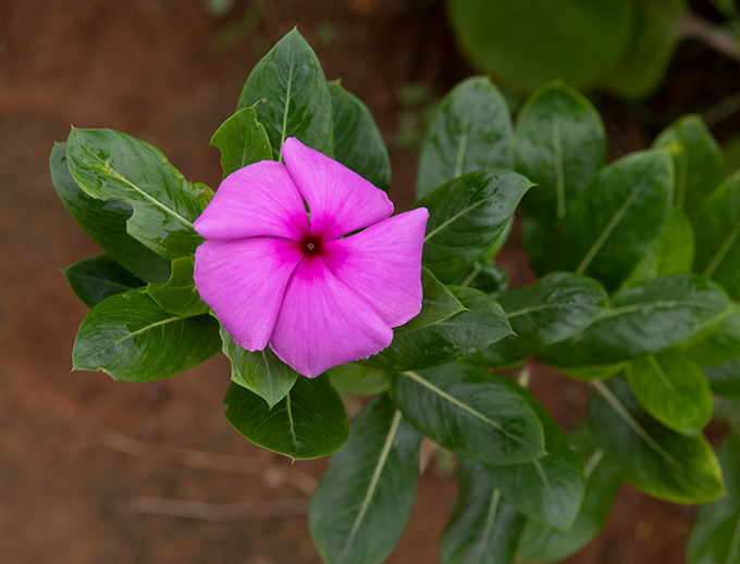 Sau đó, họ đã phát triển hai loại thuốc chính từ chiết xuất cây dừa cạn, vinblastine và vincristine, hiện được sử dụng trong hóa trị liệu cho bệnh bạch cầu và trong điều trị bệnh Hodgkin. Ảnh: @ifoundbutterflies.