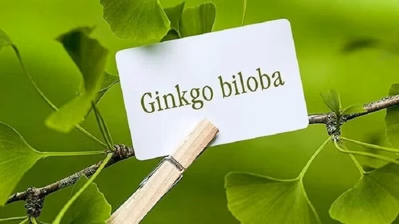 Trong những năm gần đây, Ginkgo đã được nghiên cứu rộng rãi về các lợi ích tiềm năng, vì lá của nó chứa các hợp chất mạnh như terpene lactones, ginkgolides, diterpenes, ginkgo flavone glycosides ginkgetin, bilobetin và sciadopitysin. Ảnh: @Getty.