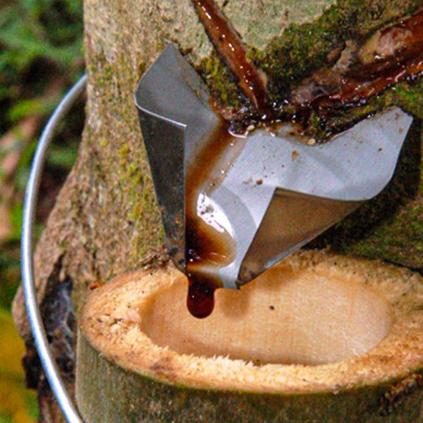 Croton lechleri là một loại cây có thể cao tới hơn 11m. Thường được gọi là 'máu rồng', loại cây này nổi tiếng với chất nhựa mủ đỏ thẫm đặc trưng, chảy ra khi cắt vỏ cây. Ảnh: @perumarketplace.