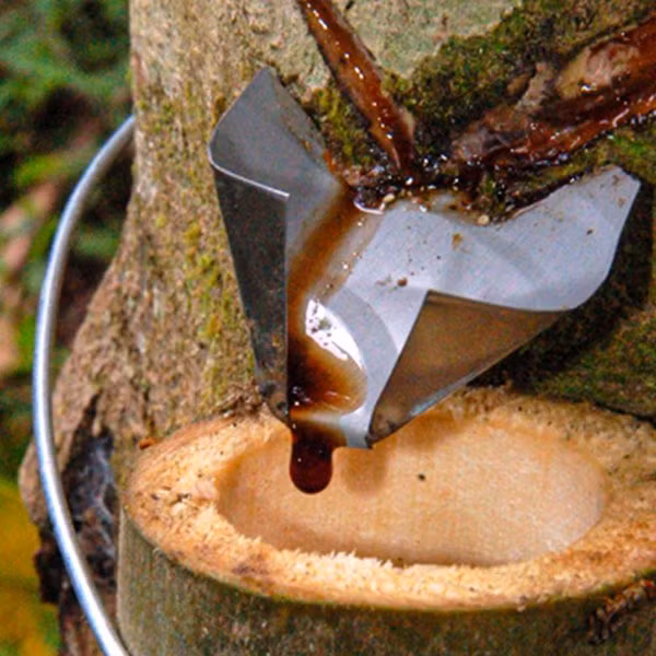 Croton lechleri là một loại cây có thể cao tới hơn 11m. Thường được gọi là 'máu rồng', loại cây này nổi tiếng với chất nhựa mủ đỏ thẫm đặc trưng, chảy ra khi cắt vỏ cây. Ảnh: @perumarketplace.