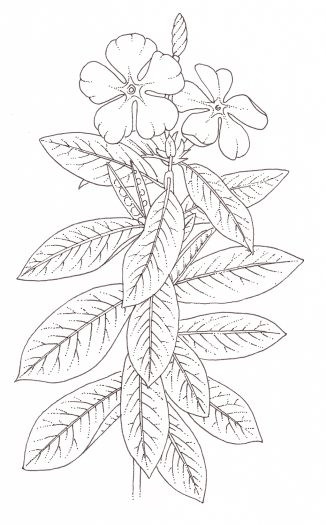 Một nghiên cứu đã xác định được các chất ancaloit indole mới từ loại cây này bao gồm catharoseumine, 14′,15′-didehydrocyclovinblastine, 17-deacetoxycyclovinblastine và 17-deacetoxyvinamidine, đã ngăn chặn thành công sự phát triển của tế bào ung thư ở người trong ống nghiệm. Ảnh: @lizzieharper.