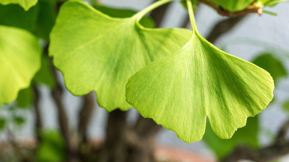 Ginkgo, còn được gọi là cây tóc tiên, là một loài thực vật hạt trần độc đáo đặc hữu của Trung Quốc. Nó được coi là 'hóa thạch sống', vì nó gần như không thay đổi bản chất tiến hóa trong hơn 290 triệu năm, có niên đại từ kỷ Permi. Ảnh: @news-medical.