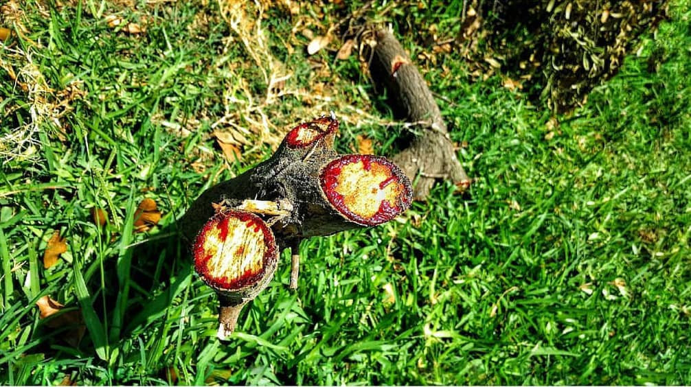 Theo một nghiên cứu khác, lá, vỏ và nhựa cây của nó cũng được quan tâm trong dược phẩm, vì đặc tính kháng khuẩn, chống oxy hóa, chống viêm và chống khối u tiềm năng. Ảnh: @inci.guide.