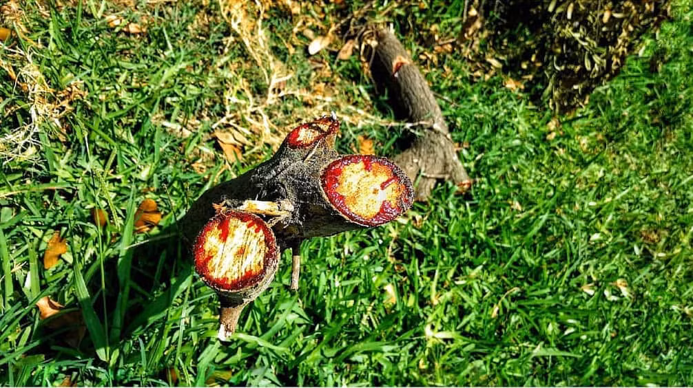 Theo một nghiên cứu khác, lá, vỏ và nhựa cây của nó cũng được quan tâm trong dược phẩm, vì đặc tính kháng khuẩn, chống oxy hóa, chống viêm và chống khối u tiềm năng. Ảnh: @inci.guide.