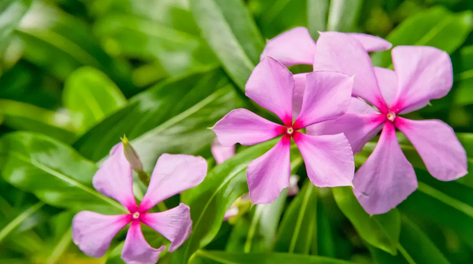 Theo truyền thống, ngư dân và thủy thủ địa phương nhai lá của nó để ngăn chặn cơn đói, chống lại sự mệt mỏi trong những chuyến đi dài. Nó cũng được sử dụng trong y học cổ truyền để điều trị bệnh tiểu đường và nhiễm trùng. Ảnh: @kew.