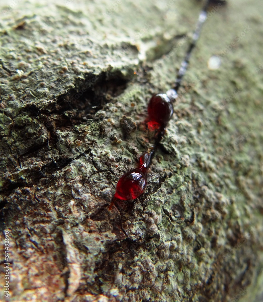 Một nghiên cứu từ Tạp chí Sinh lý học-Tiêu hóa và Sinh lý gan Mỹ cho thấy, Croton lechleri có tiềm năng điều trị đáng kể đối với các rối loạn tiêu hóa, bằng cách thúc đẩy quá trình chữa lành loét dạ dày và tiêu chảy. Ảnh: @Adobe Stock.