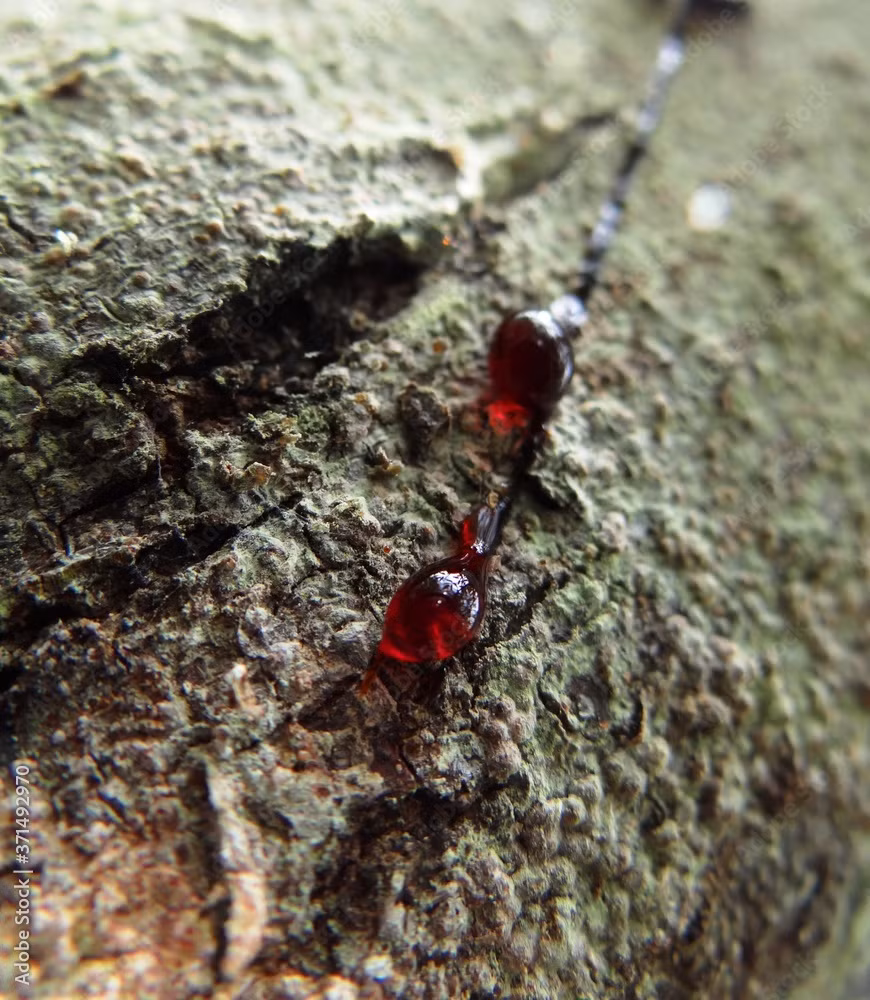 Một nghiên cứu từ Tạp chí Sinh lý học-Tiêu hóa và Sinh lý gan Mỹ cho thấy, Croton lechleri có tiềm năng điều trị đáng kể đối với các rối loạn tiêu hóa, bằng cách thúc đẩy quá trình chữa lành loét dạ dày và tiêu chảy. Ảnh: @Adobe Stock.