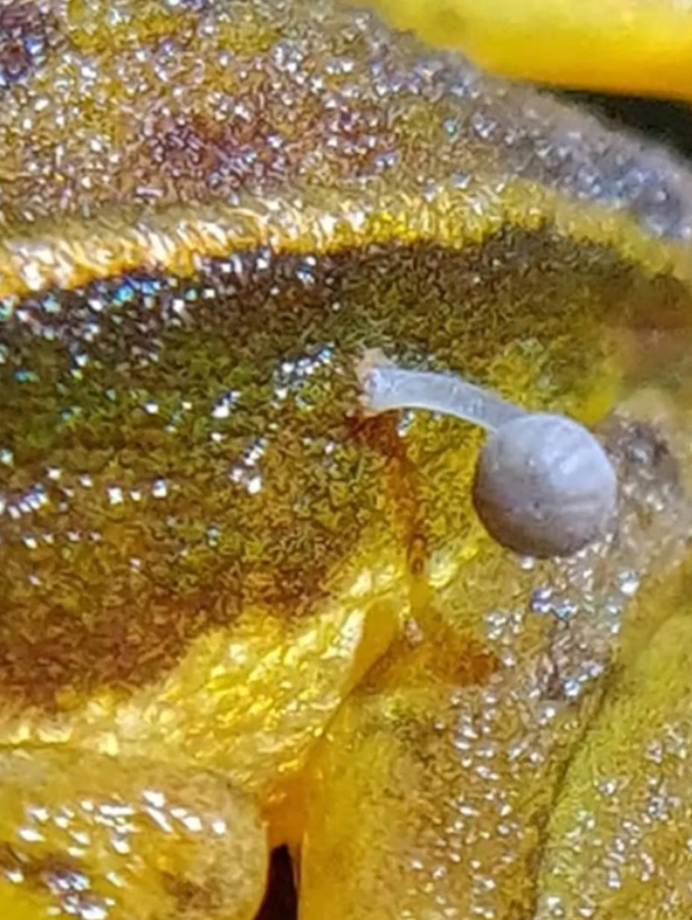 Các nhà nghiên cứu liên kết với Quỹ Động vật hoang dã Thế giới đã công bố phát hiện về loài ếch này. Ảnh: @Lohit YT.