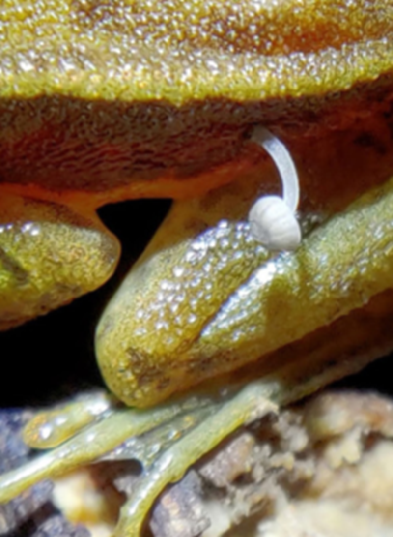 Thực tế, đây được gọi là ếch Rao's Intermediate Golden, nó được đặt theo tên của nhà động vật học lần đầu tiên phát hiện ra loài này vào năm 1937. Ảnh: @Lohit YT.