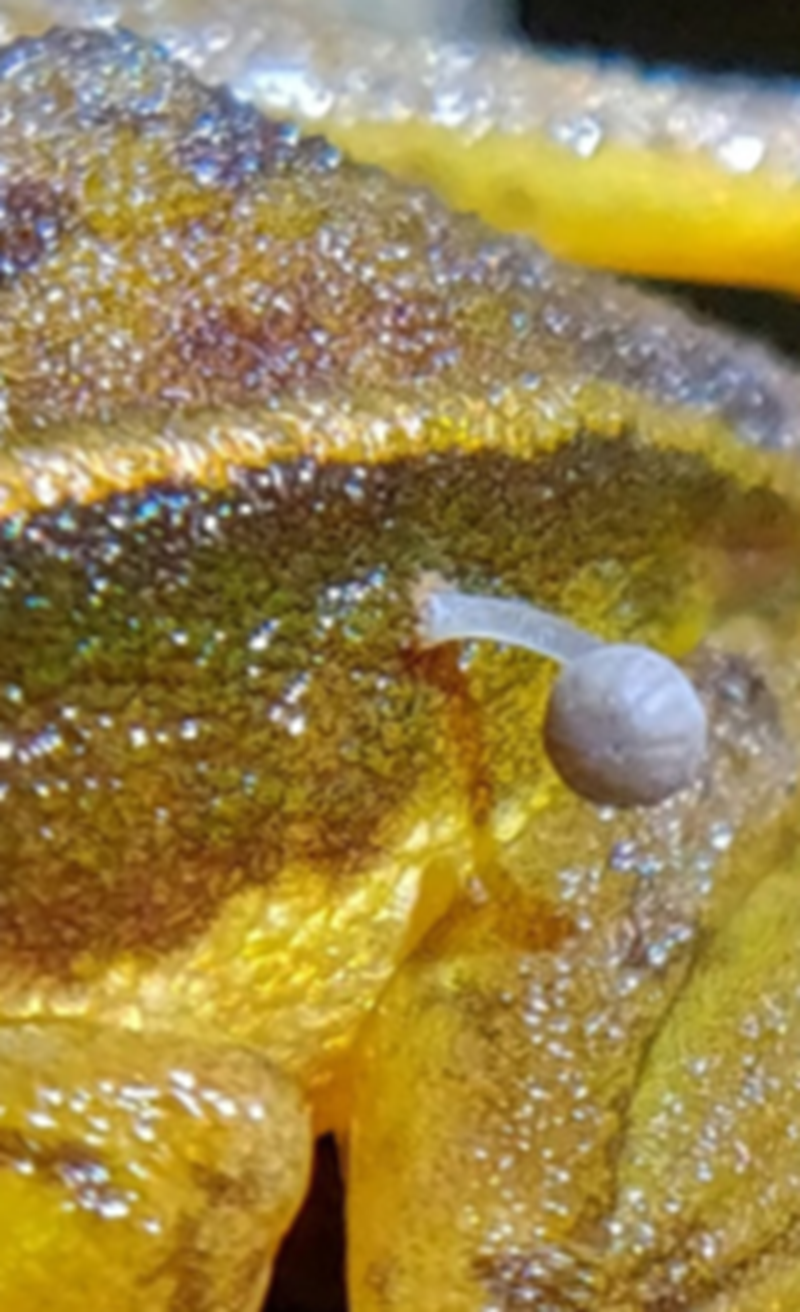 Con ếch có nấm mọc ra từ hông được phát hiện đang ngồi giữa 40 cá thể khác cùng loài, đậu trên một cành cây có cuống màu trắng ở chân dãy núi Kudremukh của Ấn Độ. Ảnh: @Lohit YT.