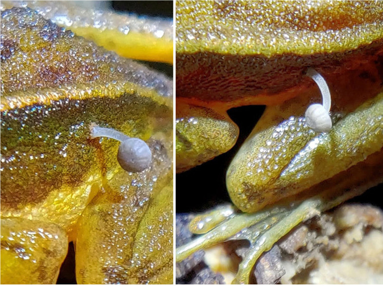 “Khi kiểm tra kỹ hơn, rõ ràng có một cây nấm mọc ra từ hông của nó. Con ếch vẫn còn sống và đang di chuyển”, nhà tự nhiên học Lohit YT cho biết trong một tuyên bố. Ảnh: @Lohit YT.