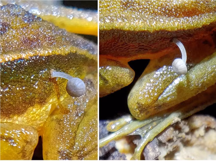 “Khi kiểm tra kỹ hơn, rõ ràng có một cây nấm mọc ra từ hông của nó. Con ếch vẫn còn sống và đang di chuyển”, nhà tự nhiên học Lohit YT cho biết trong một tuyên bố. Ảnh: @Lohit YT.