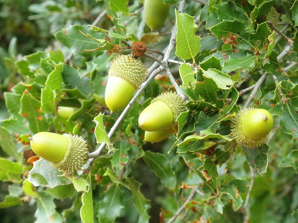 Chúng chuyên ăn nhựa cây sồi Quercus coccifera. Loài cây này phổ biến ở vùng Trung và Đông Địa Trung Hải, bao gồm Tây Ban Nha, Pháp và các khu vực khác, nhưng rất hiếm có ở Israel. Ảnh: @Wikimedia Commons.