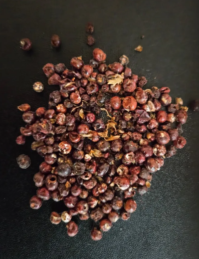 Vì thế, người bản địa cổ xưa có thể lấy được thuốc nhuộm màu đỏ từ xác khô cũa những con Kermes cái này. Ảnh: @Cơ quan Cổ vật Israel (IAA).