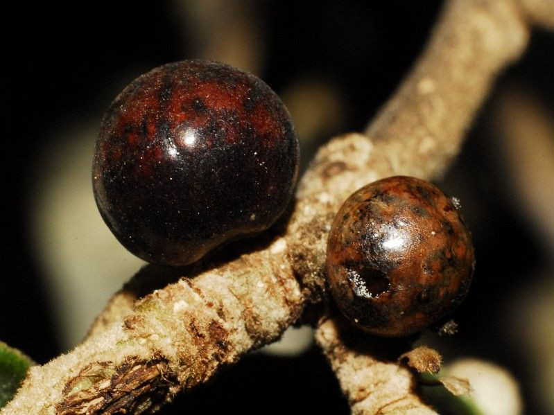 Và con côn trùng Kermes cái sản xuất ra chất dịch giống thuốc nhuộm màu đỏ thẫm và đỏ tươi trong chính cơ thể nó. Ảnh: @Biodiversidad Virtual.