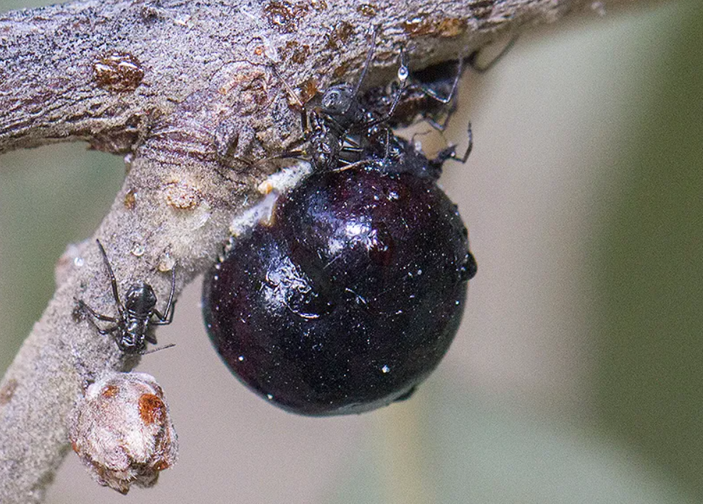 Mảnh vải được nhuộm đỏ bằng chất dịch con côn trùng Kermes. Kermes (tên khoa học đầy đủ là Kermes ilicis), là một loài côn trùng trong họ Kermesidae. Ảnh: @Los bichos de Puertollano.