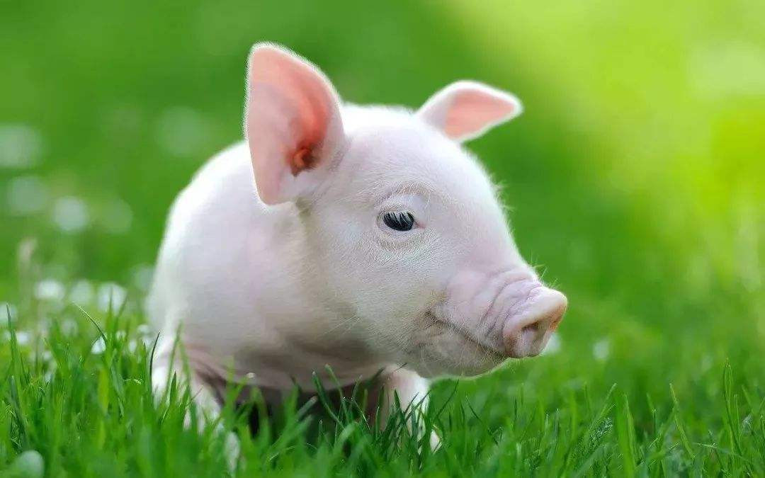 ##b###Tuổi Hợi: Dự đoán ngày mới 12 con giáp cho rằng tuổi Hợi sẽ có sự nghiệp được “trải thảm đỏ” trong 24 giờ tới. Cảm xúc của ngày hôm nay rất tốt, người độc thân có cơ hội để gặp gỡ nửa kia như ý. * Thông tin trong bài chỉ mang tính chất tham khảo, chiêm nghiệm