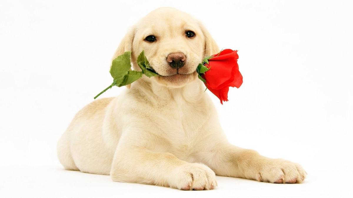 ##b###Tuổi Tuất: Do mối quan hệ với ông chủ không tốt, tuổi Tuất rất khó để tiếp cận đối tác hoặc nguồn hàng mới mẻ. Hãy mau chóng tìm một lối thoát khác.