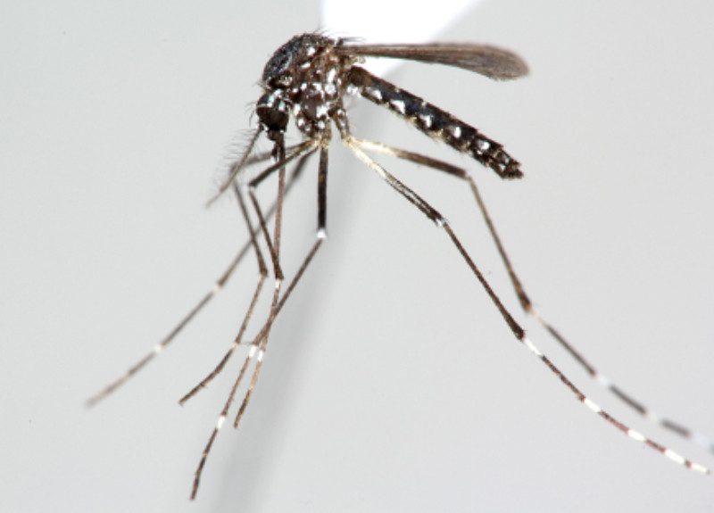 Kinh ngạc trước số người chết ở Cuba trong Chiến tranh Tây Ban Nha-Mỹ, quân đội Mỹ đã tập hợp một nhóm các nhà khoa học hàng đầu gồm Walter Reed, James Carroll, Jesse William Lazear và Aristides Agramonte – để điều tra nguyên nhân gây ra căn bệnh. Ảnh: @icipe.