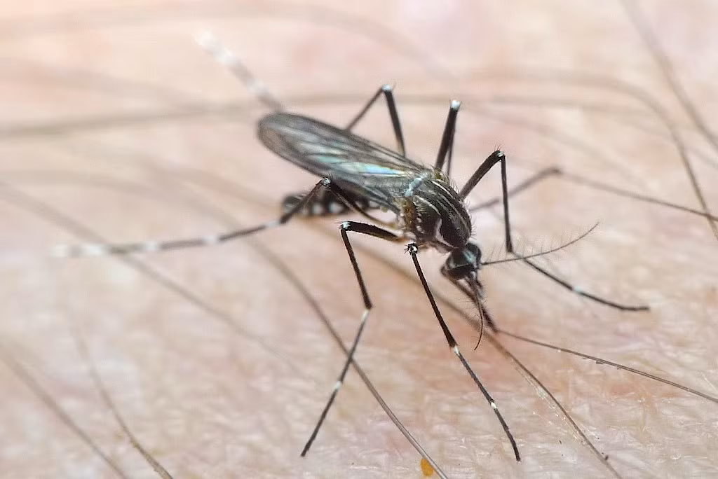 Đáng buồn thay, bước đột phá này phải trả giá bằng mạng sống của một nhà khoa học dũng cảm và vô số nạn nhân xấu số. Ảnh: @iNaturalist.