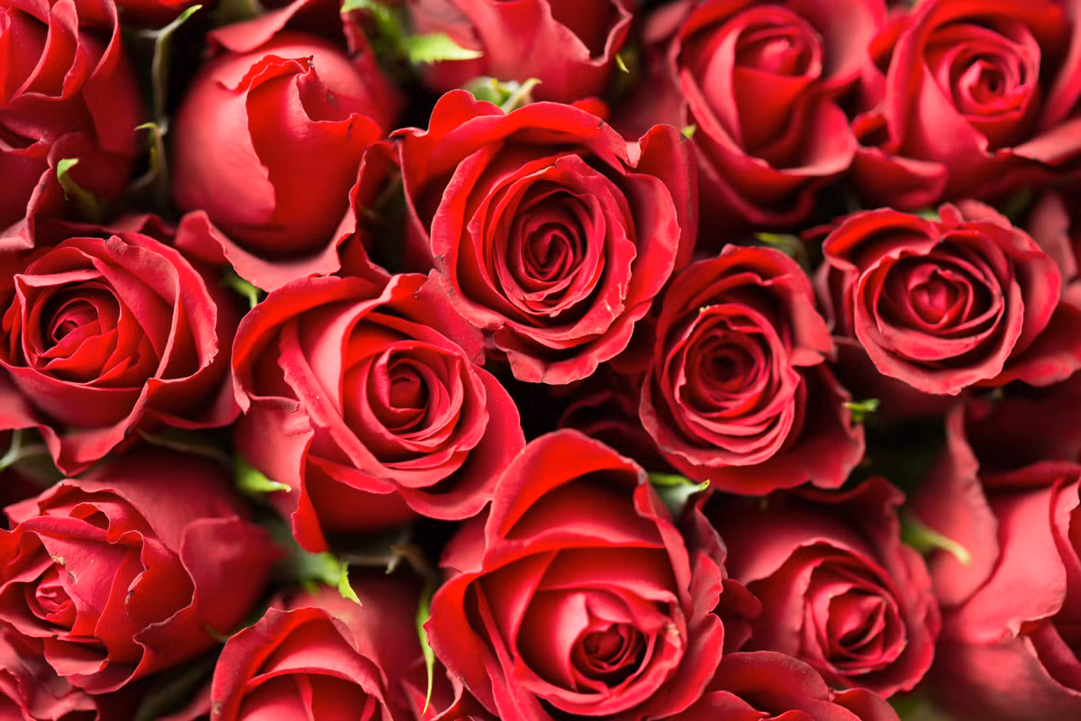 Theo dự đoán ngày mới 18/04/2018 cho 12 con giáp được đăng tải trên trang SMXS (Trung Quốc), người tuổi Tý nên tạo dựng mối quan hệ tốt với đồng nghiệp. Tài vận: tài vận tốt, có cơ hội được tăng lương, công việc kinh doanh thu được kết quả khả quan. Tình cảm: nên mời nửa kia đi ăn tối để hâm nóng tình cảm. Ảnh: pexels.com.