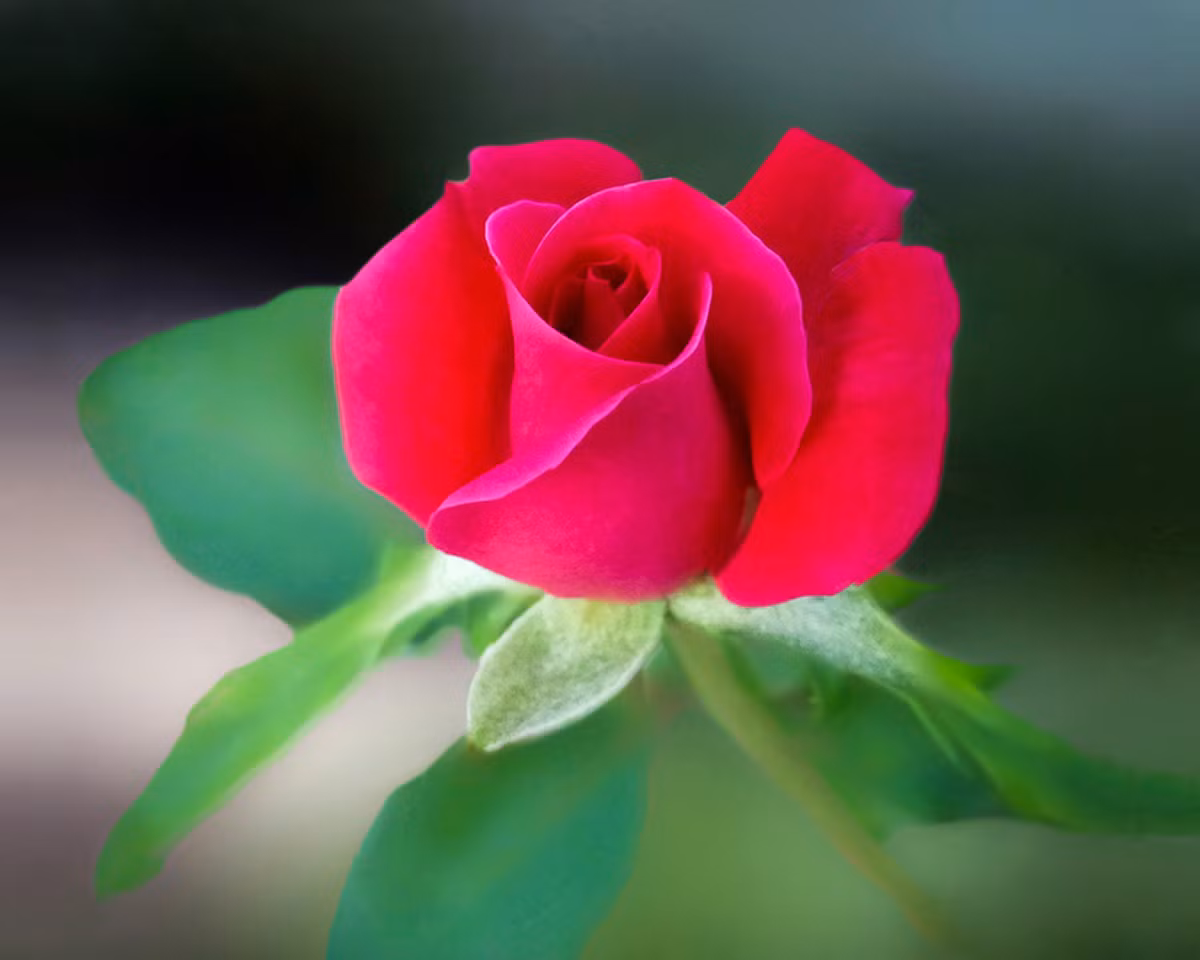 Tuổi Tỵ: Công việc: ngày không thích hợp cho việc đầu tư. Tài vận: có thể bỏ tiền ra đầu tư. Tình cảm: có cơ hội gặp được ý trung nhân. Ảnh: pexels.com.