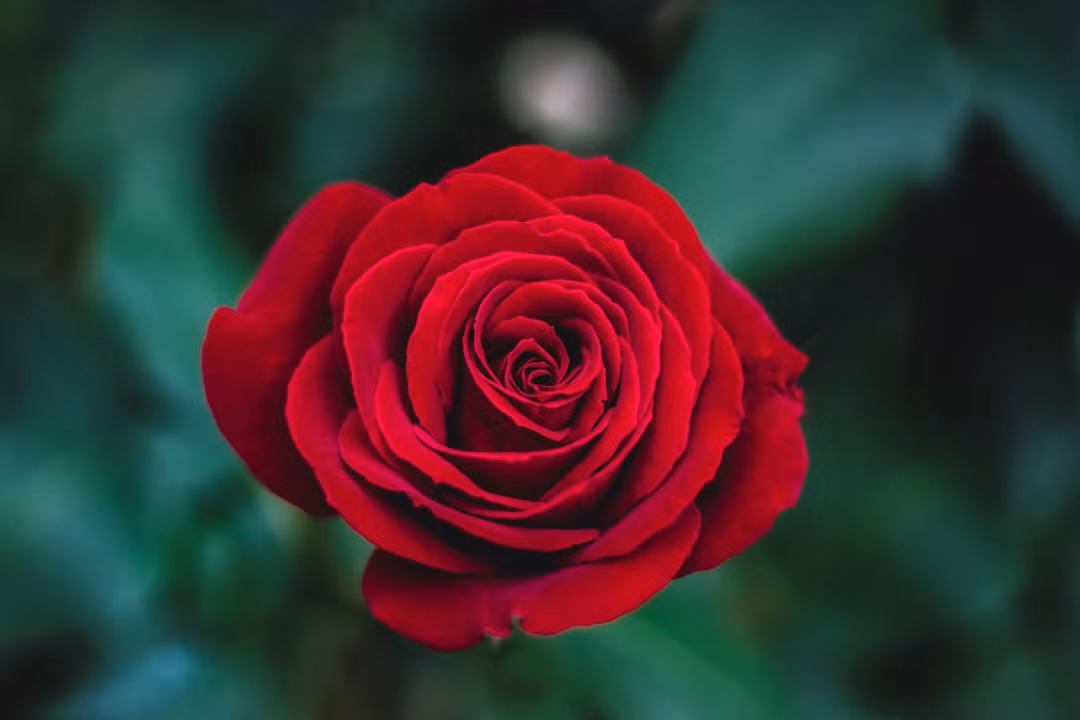 Tuổi Thìn: Công việc: không nên quá cố chấp trong công việc. Tài vận: cơ bản ổn định, không phát sinh khoản chi tiêu ngoài ý muốn. Tình cảm: đừng để lời nói bên ngoài ảnh hưởng đến chuyện tình cảm. Ảnh: unsplash.com.