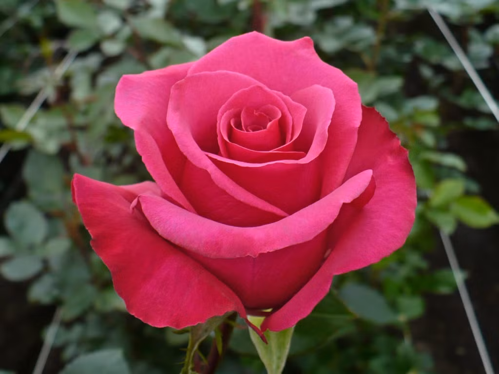 Tuổi Mão: Công việc: nên tự mình hoàn thành công việc, không nên dựa dẫm vào người khác. Tài vận: phát sinh nhiều khoản chi ngoài ý muốn. Tình cảm: nên cẩn trọng trong lời nói tránh làm tổn thương người khác. Ảnh: bannerflower.com.