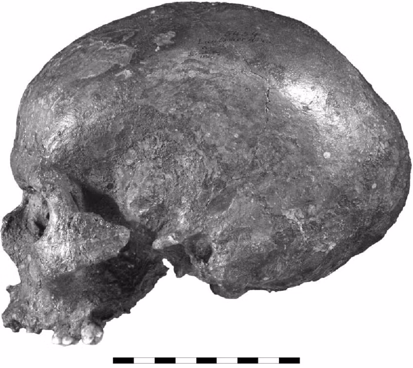 Nghiên cứu được thực hiện bởi Cicero Moraes, một Nhà thiết kế 3D tới từ công ty GEO-CZ ở Cộng hòa Séc và Karel Drbal, phó giám đốc Cục quản lý Hang động của Cộng hòa Séc. Ảnh: Researchgate.