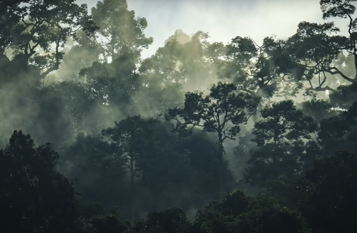 Trong khu rừng nhiệt đới nguyên sơ này có một số loài động vật hoàn toàn mới, bao gồm một loài bướm mà sau này Bayliss đặt tên theo ngọn núi. Thậm chí, họ tìm thấy bằng chứng về sự định cư của con người cổ trong khu rừng cao ngất này. Ảnh: @Unexplained Mysteries. 