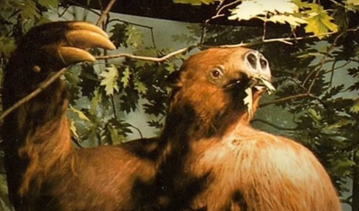 Một số bộ lạc Amazon khẳng định có sự tồn tại của mapinguari. Trong khi các nhà sinh vật học hoang dã tỏ ra nghi ngờ, thì loài lười khổng lồ này được cho là sống sâu trong rừng rậm nhiệt đới. Ảnh: @Marvelous Videos.