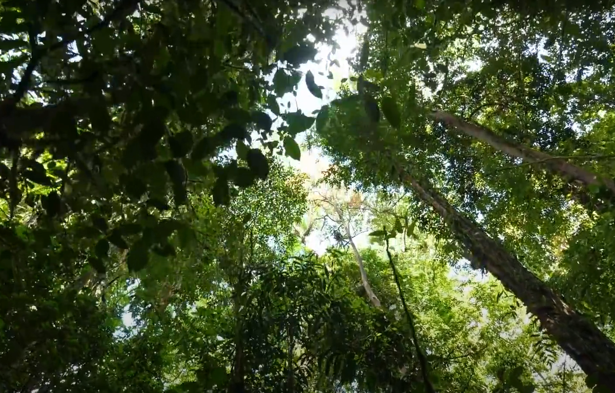 Những chiếc bình đất sét cũ được phát hiện nằm rải rác trong khu rừng rậm rạp, nguyên sơ. Hiện tại, vẫn không ai biết gì về những người đã sống ở khu rừng đó trong quá khứ. Ảnh: @Unexplained Mysteries.