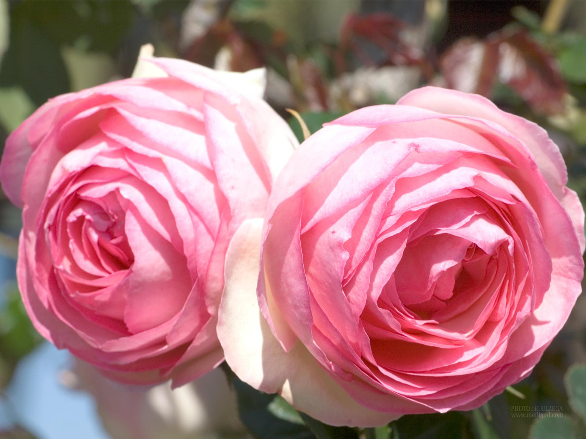 Tuổi Ngọ: Công việc: Hôm nay công việc rất suôn sẻ, được cấp trên khen ngợi. Tài vận: không nên quá cố chấp nên lắng nghe ý kiến của mọi người trong việc quản lý tiền bạc. Tình cảm: tình cảm mặn nồng, không phát sinh chuyện ngoài ý muốn. Ảnh: wallcoo.net.