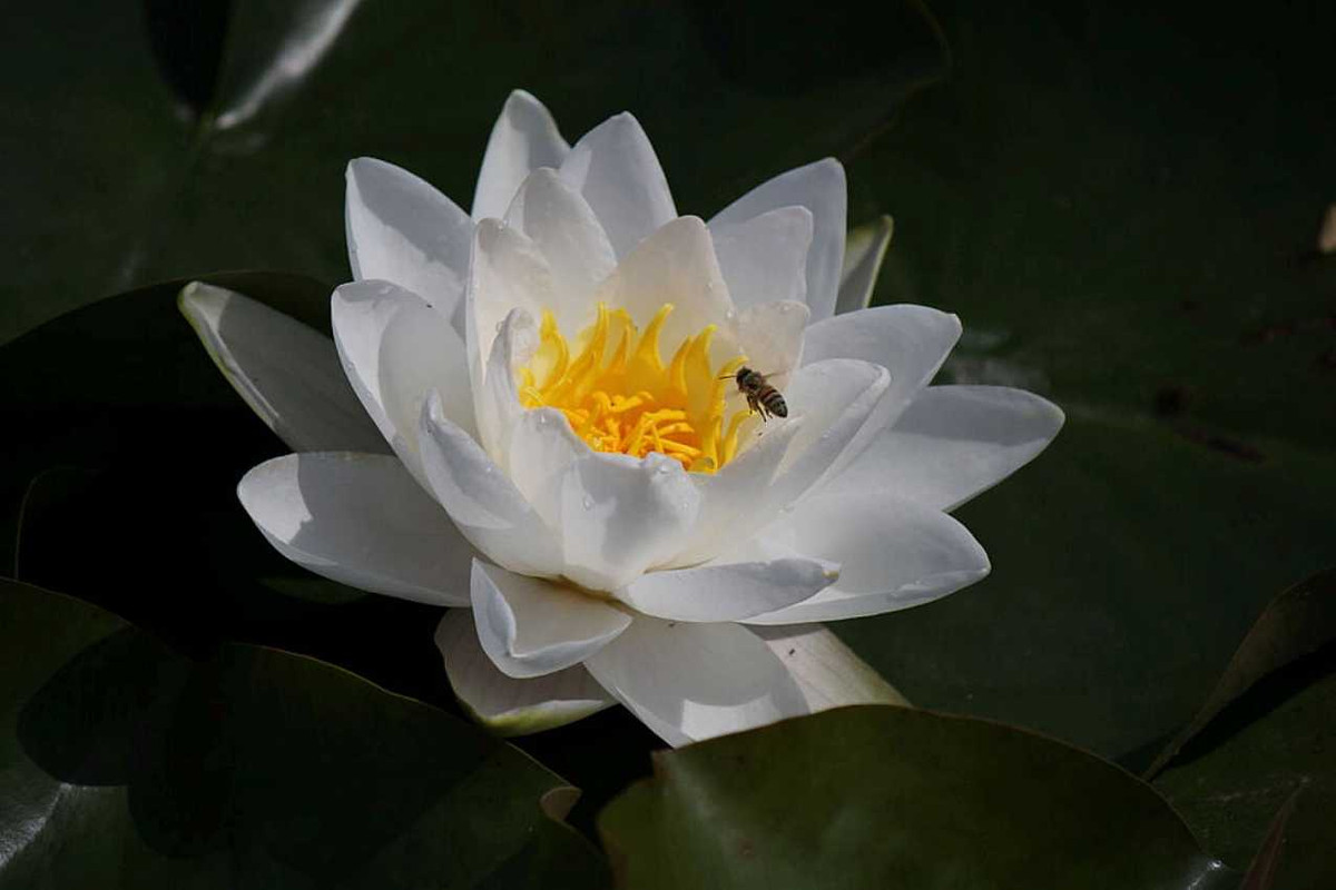 Tuổi Tuất: Tuần mới, vận thế của người tuổi Tuất vô cùng khởi sắc, công việc tuy gặp chút trở ngại và thị phi nhưng đều được giải quyết ổn thỏa, tài vận suôn sẻ, có thể bỏ tiền ra đầu tư, chuyện tình cảm cũng vô cùng ngọt ngào. Ngày vượng tài: thứ tư, xuất hiện nhiều cơ hội cầu tài. Ngày xung kỵ: thứ sáu, vận thế đi xuống, cần tránh tranh cãi với người khác. Ngày đào hoa vượng phát: thứ bảy, có cơ hôi tìm được người trong mộng. Ảnh: baidu.com.