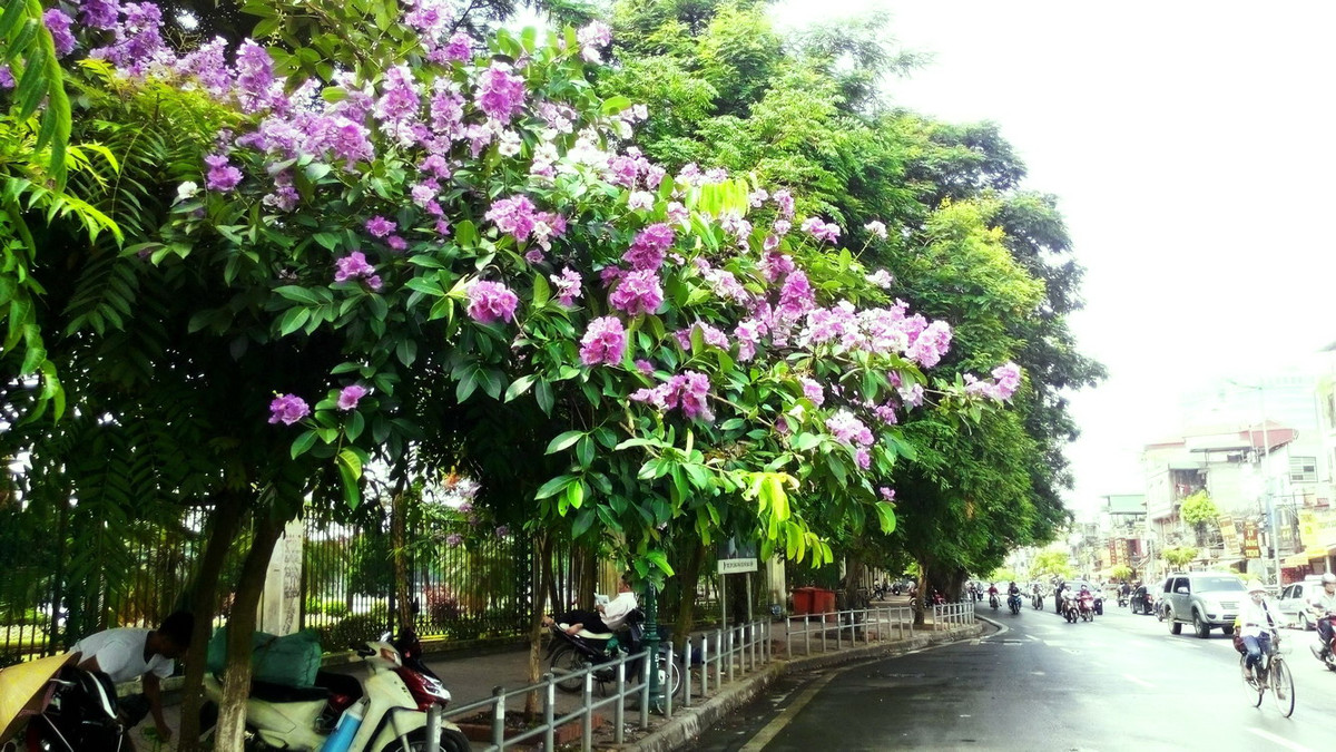 Tuổi Tỵ: Sự nghiệp: xuất hiện nhiều cơ hội có lợi cho công việc. Tài vận: bạn bè mang đến những cơ hội đầu tư tốt. Tình cảm: có tin vui hoặc nhận được quà tặng. Ảnh: vietravel.com.