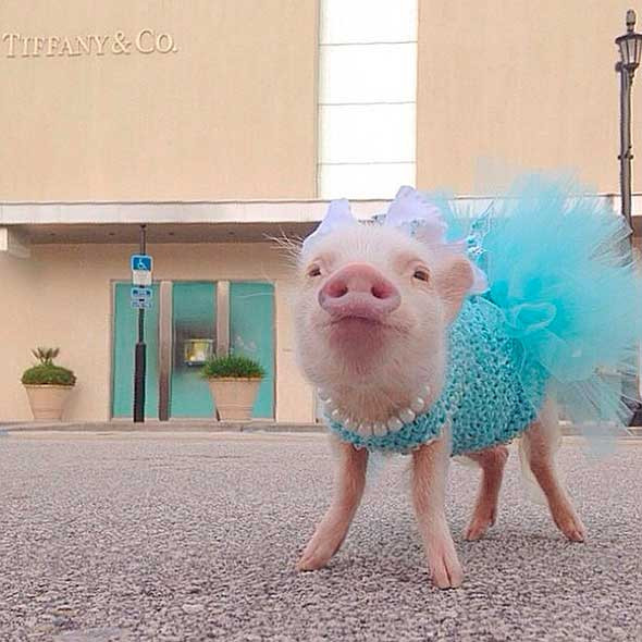 Tuổi Hợi luôn có quý nhân quanh mình, có khả năng hỗ trợ con giáp từ cách thức làm ăn, quản lý cho tới tiền bạc. Con giáp tính tình cởi mở, trung thực, có trách nhiệm, giỏi kinh doanh. Một khi tài vận hanh thông, con giáp chỉ cần làm ăn chăm chỉ là tiền về rủng rỉnh. Tuổi Hợi sẽ tiếp tục nâng cao năng lực, phát triển kinh doanh, tương lai ngày càng giàu có, phú quý.