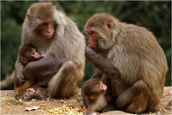 Vận khí hanh thông, có nhiều bất ngờ xảy đến với con giáp, từ trúng thưởng đến cơ hội thăng tiến bất ngờ. Điều này không có nghĩa là con giáp có số ngồi mát ăn bát vàng. Thực tế, tất cả đều là nỗ lực bao ngày, nhưng phải đến lúc này, khi mọi điều vận hành thuận lợi, con giáp mới được hưởng trái chín do mình dày công vun xới. (*Thông tin chỉ mang tính chất chiêm nghiệm, trắc nghiệm vui