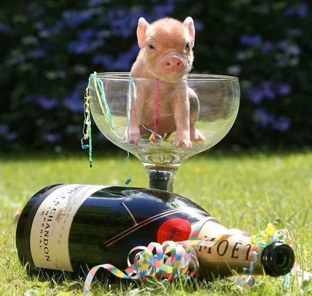  Tuổi Hợi: Dự đoán ngày mới cho 12 con giáp nhận thấy, bạn sẽ có 24 giờ vui vẻ hạnh phúc bên nửa kia. Sự tin yêu vô bờ bến giúp họ tiếp lửa trong mọi hành động. Đừng hưng phấn mà đầu tư quá đà, chi tiêu quá hạn mức và chú ý tập trung nâng cao sức khỏe. *Thông tin trong bài chỉ mang tính tham khảo, chiêm nghiệm