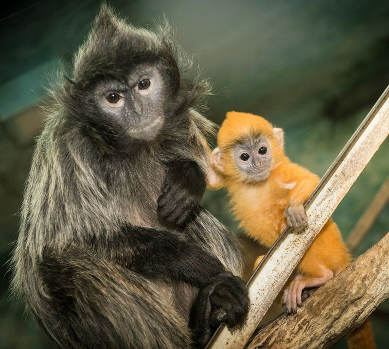  Tuổi Thân: Lạc quan, nhiệt tình chính là nhân tố giúp bạn thành công trong 24 giờ tới. Chuyện tình cảm dậm chân tại chỗ vì bạn khá thụ động, bù lại dự đoán ngày mới phát hiện ra rằng họ được lộc tiền bạc nên cũng khá vô tư. 