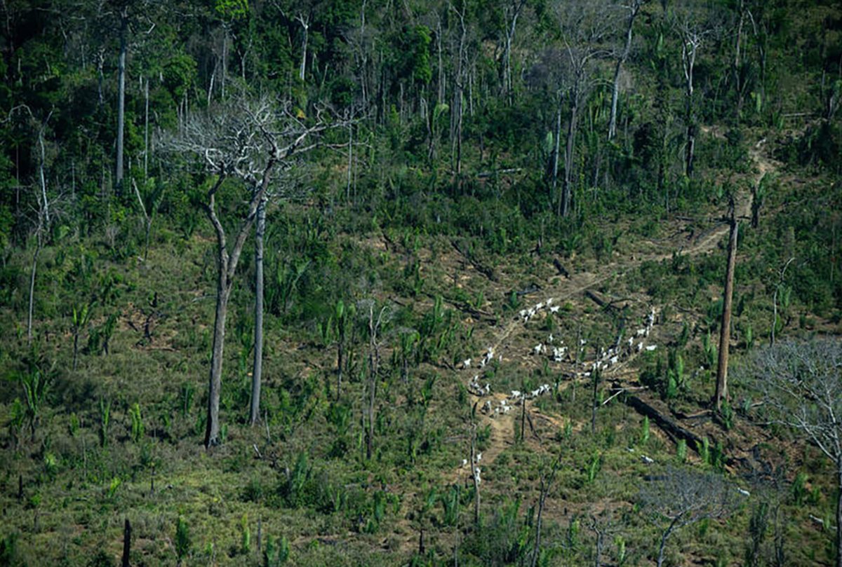 Người Kawahiva sống trong rừng Amazon của Brazil, chủ yếu theo lối sống săn bắt hái lượm. Chế độ ăn của họ bao gồm các loài động vật như lợn lòi, khỉ và chim, cũng như trái cây và các loại hạt từ khu rừng xung quanh. Ảnh: @Ricardo Stuckert.
