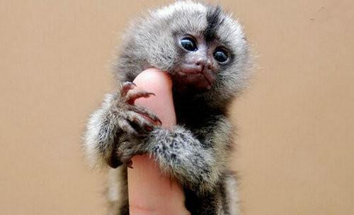 Công việc thành công, những cơ hội làm thêm, kinh doanh cũng tìm đến, tuổi Thân gặt hái được nhiều lợi nhuận, tiền đổ về tới tấp, yên tâm hưởng cuộc sống no đủ. (*Thông tin chỉ mang tính chất chiêm nghiệm, trắc nghiệm vui).